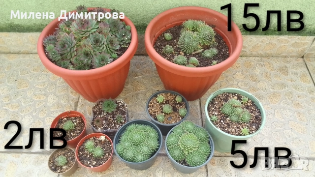 Семпервивум - дебелец различни сортове , снимка 18 - Градински цветя и растения - 52001936