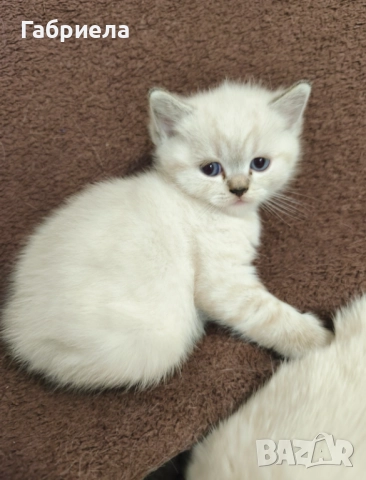 Британски късокосмести котенца , снимка 4 - Британска късокосместа - 52920975