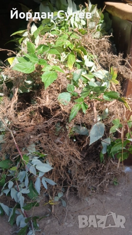 Разсад Ягоди и малини , снимка 7 - Разсади - 52084808