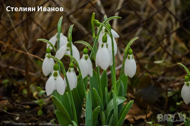 Елвезиево кокиче (Galanthus elwesii) – луковички, снимка 2 - Сортови семена и луковици - 47953821