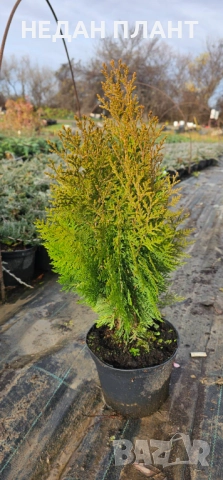 Златиста пирамидална туя, снимка 2 - Градински цветя и растения - 52774103