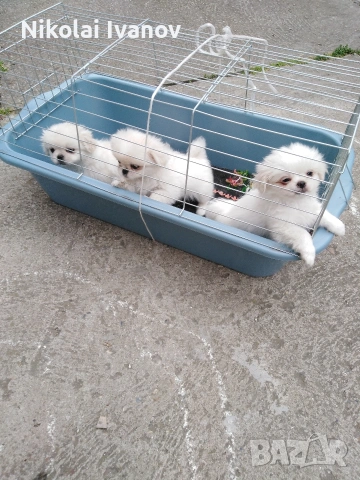 Пекинезчета бели мъжки на 2 месец, снимка 11 - Пекинез - 53939562