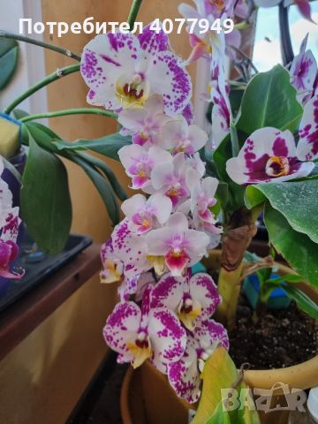 Продавам коллекция орхидеи!!!, снимка 1 - Стайни растения - 45529649
