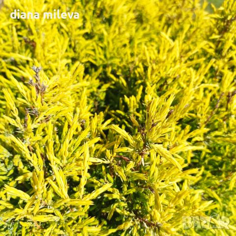 Юниперус комунис Gold Cone (Juniperus communis Gold Cone), снимка 4 - Градински цветя и растения - 45586752