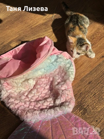 Подарявам котенце, снимка 1