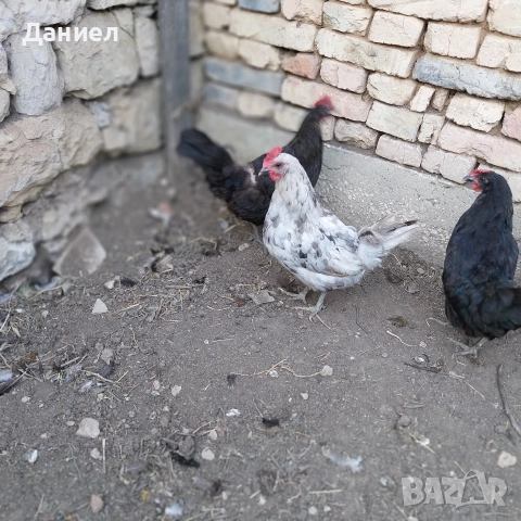Шведски Исбар, снимка 2 - Кокошки и пуйки - 52997187