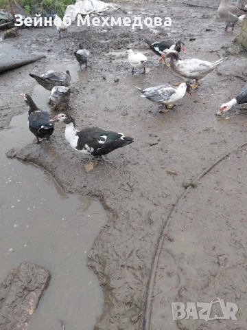 Неми патици, снимка 7 - Патици и гъски - 52582988