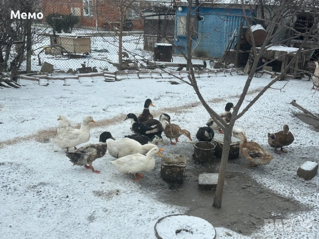 Млади юрдечки пред пронасяне 