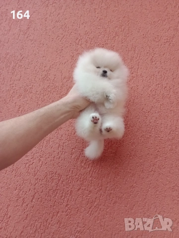 Бяло мини момиченце. Померан.