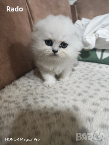 Клепоухи сребърни чинчили