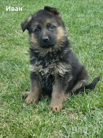 малки немски овчарки, снимка 9 - Немска овчарка - 52921710
