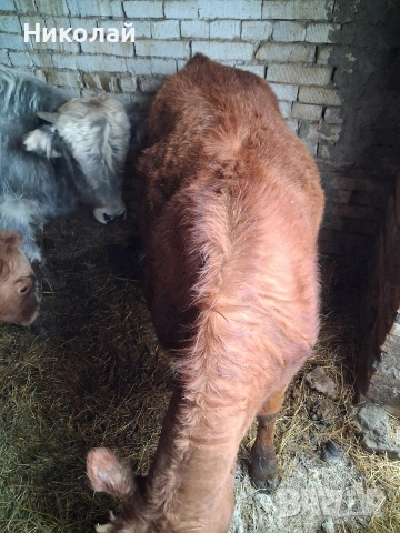 Две мъжки и едно женско , снимка 4 - Крави - 53197773