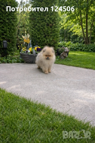Померан мини померанче 