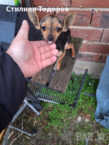 Продават се , снимка 2 - Чихуахуа - 52889453