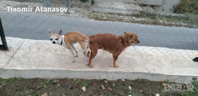 Пинчер, снимка 6 - Чихуахуа - 53464829