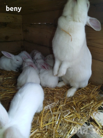 Зайци Цика , снимка 3 - Други - 54192545