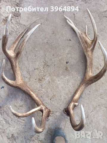 рога от благороден елен , снимка 4 - Декорация за дома - 53884072