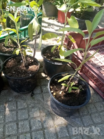 Салвия, снимка 3 - Градински цветя и растения - 44679741