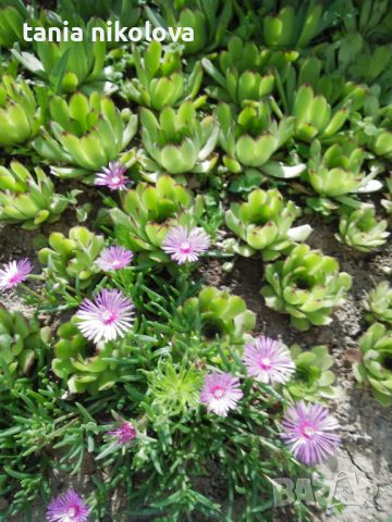  Растения за градината - Дебелец, два вида седуми  , снимка 1 - Градински цветя и растения - 15125535