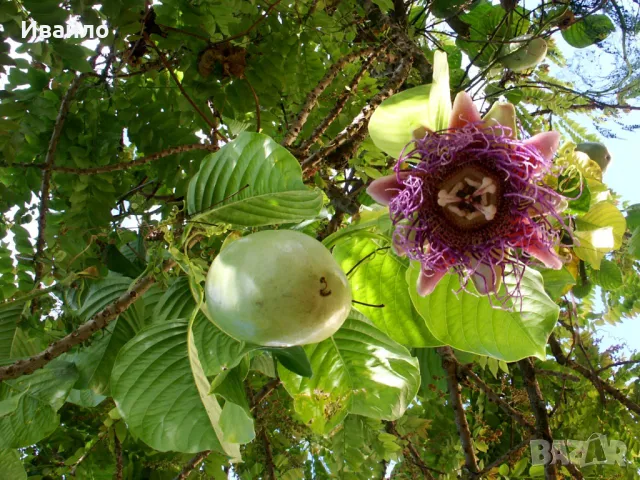 Гранадила - Passiflora quadrangularis и Passiflora ligularis, снимка 4 - Градински цветя и растения - 41044018