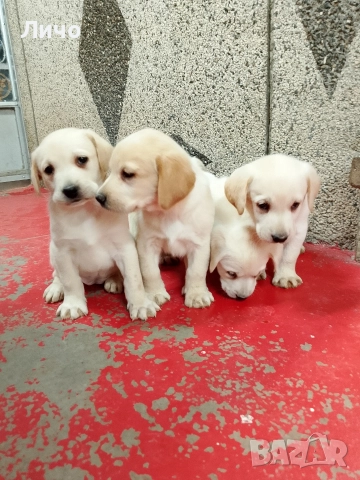 продавам лабрадори , снимка 3 - Лабрадор ретривър - 52606304