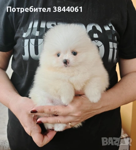 Мини померанчета , снимка 6 - Померан - 53223701