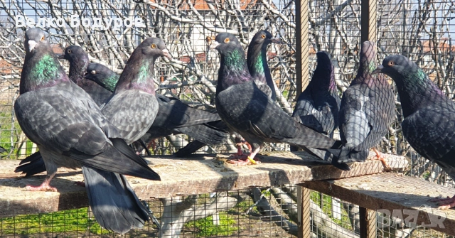 Пазарджишки високо летци. , снимка 8 - Гълъби - 52265511