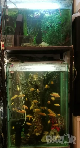 Продавам два аквариума на метална стойка, цихлиди подарък. , снимка 2 - Аквариуми - 50853518