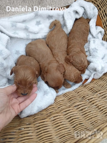 Той Пудел FCI Родословие