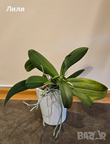 Орхидея фаленопсис Grosseto