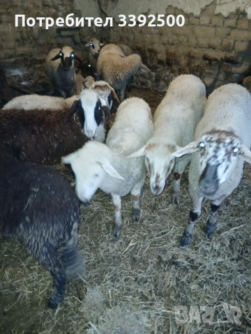 Мъжки Шилета, снимка 2 - Овце - 53296701