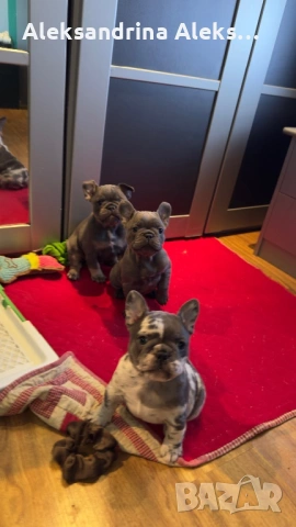 Френски булдог , снимка 3 - Френски булдог - 53726241