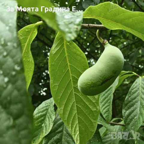 Асимина - Индиански Банан, снимка 4 - Градински цветя и растения - 53620891