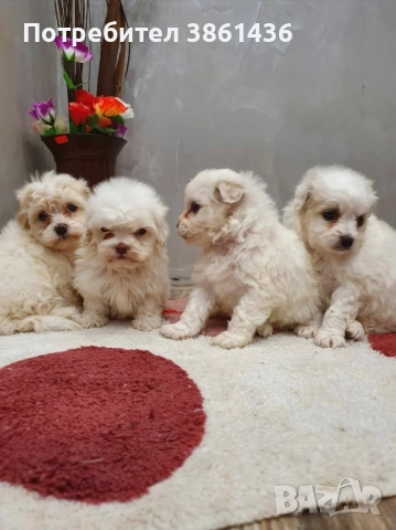 чистокръвни мини болонки малтеза, снимка 2 - Болонка - 52929769