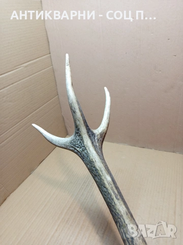 Стар Единичен Еленски Рог Рога Тегло 1.300кг. НОМЕР 705., снимка 4 - Антикварни и старинни предмети - 53500643