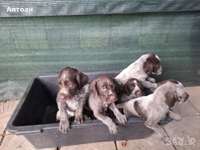 малки дратхари, снимка 1