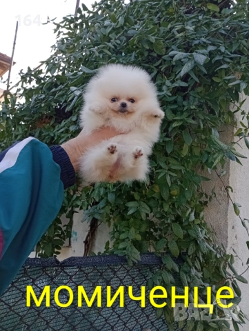 Женски мини Померан. Реални снимки от днес!, снимка 5 - Померан - 52847976