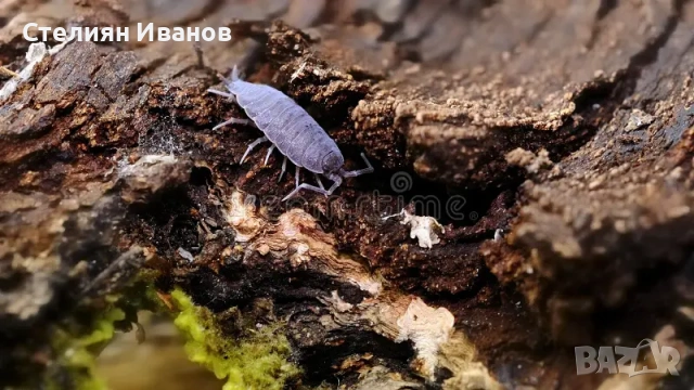  Изоподи, мокрици (Trichorhina tomentosa и Porcellionides pruinosus), снимка 3 - Други - 53420131