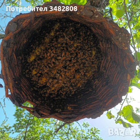 Пчелни семейства и пчелни отводки ДБ, снимка 6 - За пчели - 52539841