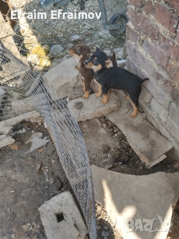 Пинчер на Мец 15 ден хубав, снимка 3 - Пинчер - 54177561