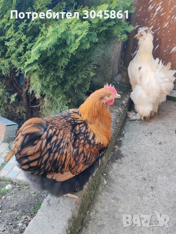 орпингтон - петел
