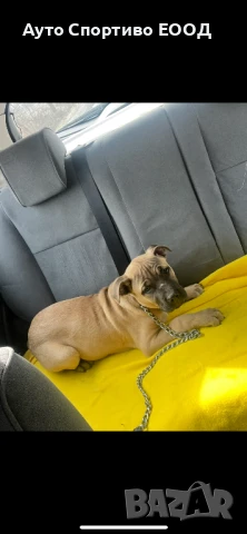 Американски стафордшир териер 6м, снимка 1