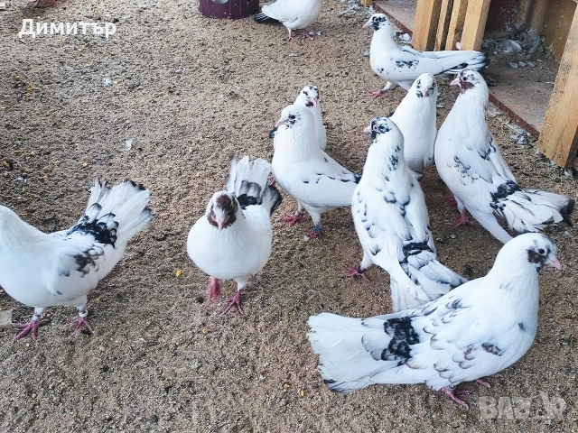 Чифт закъртени гълъби , снимка 2 - Гълъби - 53283532