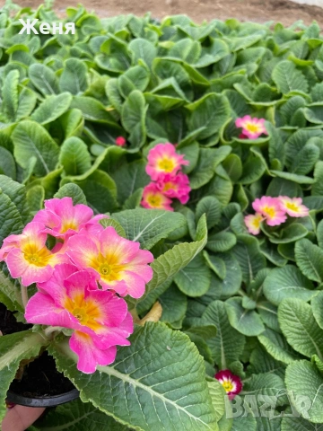 Иглика ( примула ) ТОП ЦЕНА, снимка 12 - Градински цветя и растения - 53356989