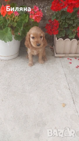 кокер шпаньол, снимка 1