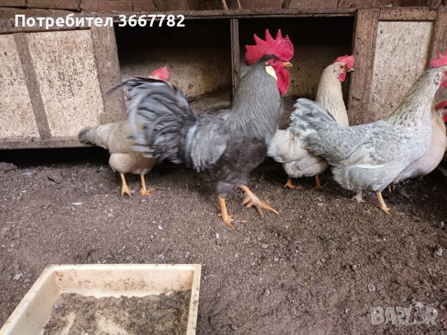 Оплодени яйца за лепене , снимка 7 - Кокошки и пуйки - 45566246