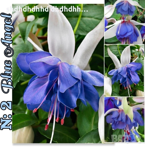 Фуксия многодишна Каскадна , снимка 14 - Градински цветя и растения - 54270810