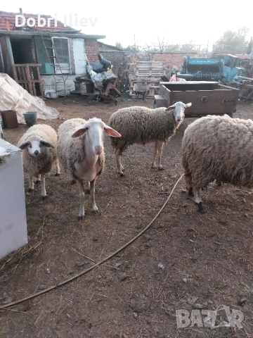 Продават се 3 овце 1 с агни 2 бременни на 2 агни, снимка 3 - Овце - 52381147
