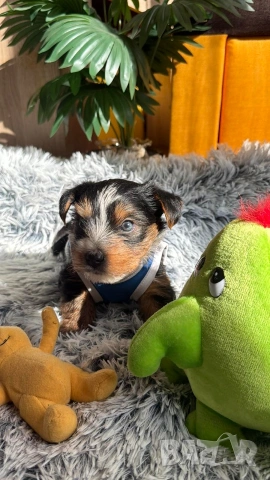 Йоркширски териер бийвър , снимка 8 - Йоркширски териер - 53753628