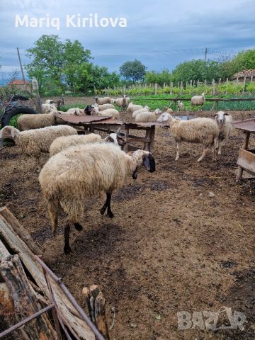 Продавам овце , снимка 4 - Овце - 45646879